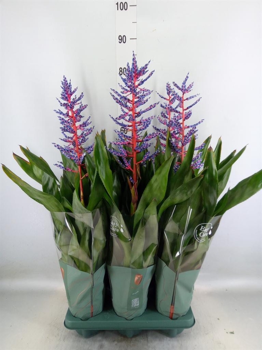 <h4>Aechmea  'Blue Rain'</h4>