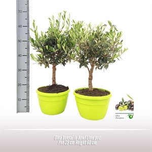 Olea Bonsai in schaal