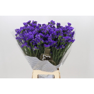 Limonium Sinuatum Mermaid Wings