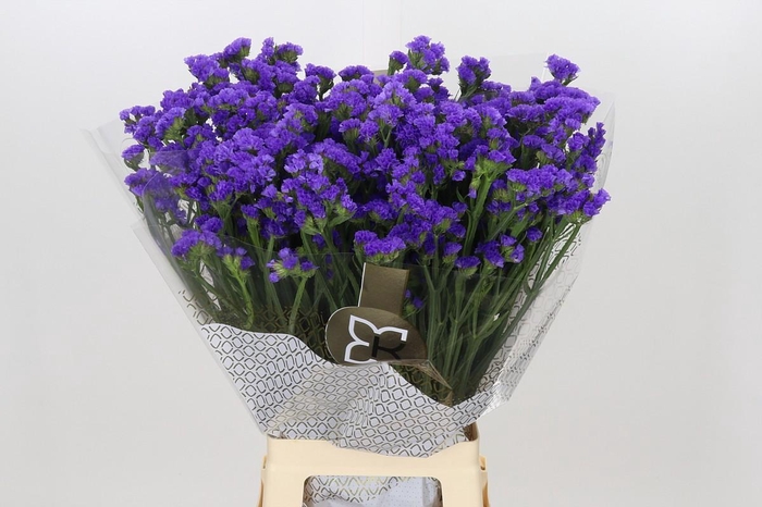 <h4>Limonium Sinuatum Mermaid Wings</h4>