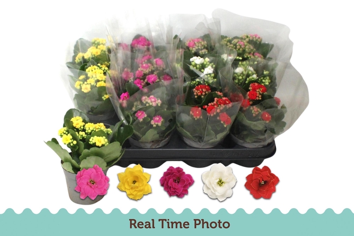 <h4>KAL GE GEM 5 KL</h4>