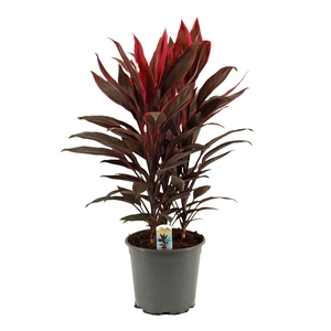 Cordyline Tango Toef 19 cm