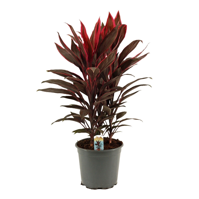 <h4>Cordyline Tango Toef 19 cm</h4>