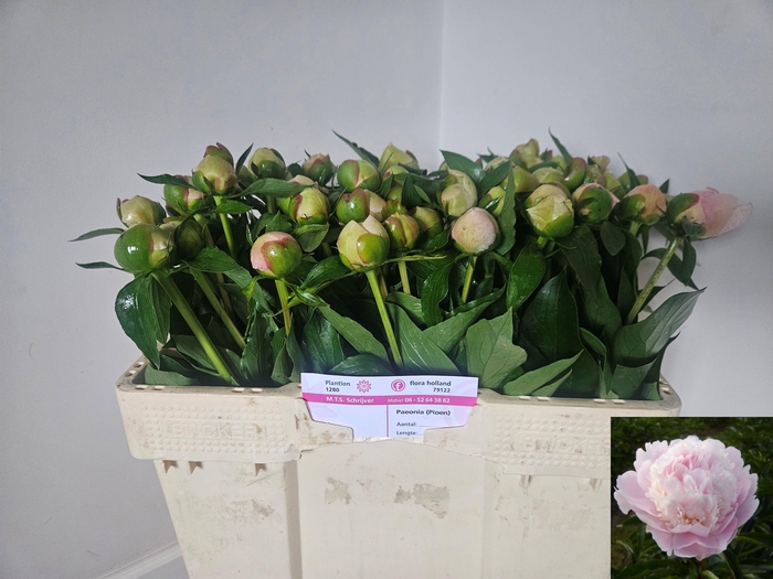 <h4>PAEO L ALERTIE</h4>