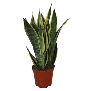 Sansevieria Star Canary