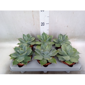 Agave potatorum