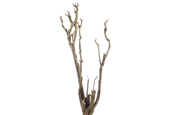 <h4>Syringa Branch Super Bruneau</h4>
