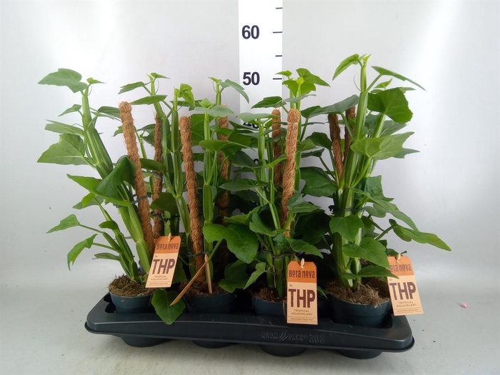 <h4>Cissus   ...</h4>