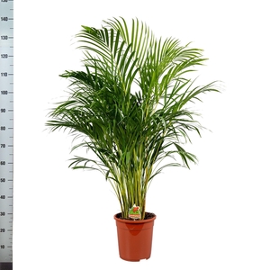 DYPSIS LUTESCENS