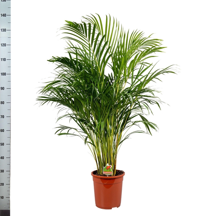 DYPSIS LUTESCENS