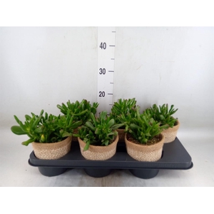 Crassula ovata 'Hobbit'