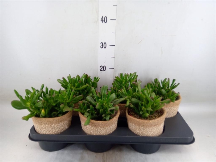 <h4>Crassula ovata 'Hobbit'</h4>