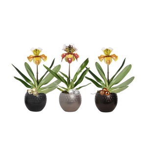 Lisa p12 bolpot symmetric mix Paphiopedilum USA Hybride 1bl