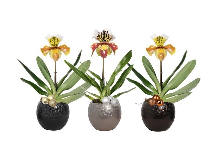 <h4>Lisa p12 bolpot symmetric mix Paphiopedilum USA Hybride 1bl</h4>