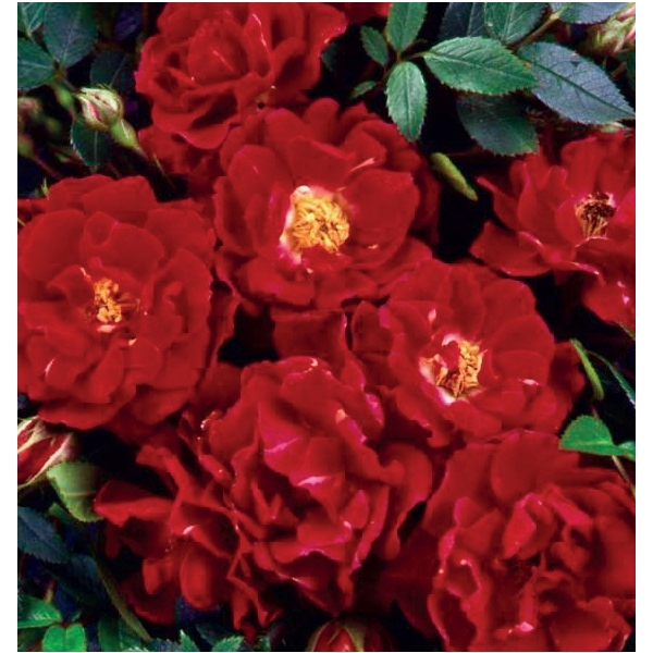 <h4>Rosa 'Ruby Queen' +3.0 label</h4>