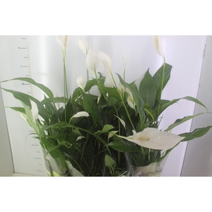 SPATHIPHYLLUM P15 MIN 5 HT COM FLOR