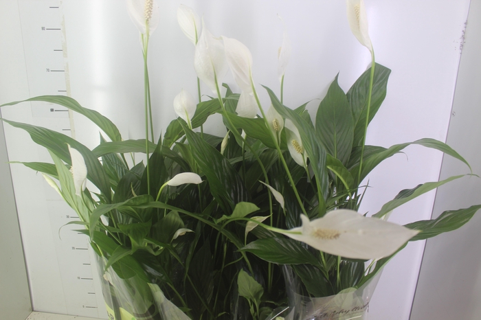 <h4>SPATHIPHYLLUM P15 MIN 5 HT COM FLOR</h4>