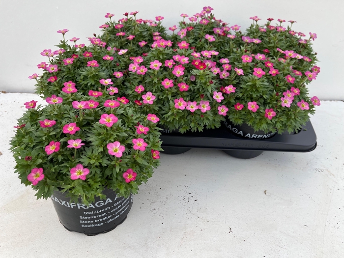 <h4>SAXIF AR TOUR DP RED</h4>