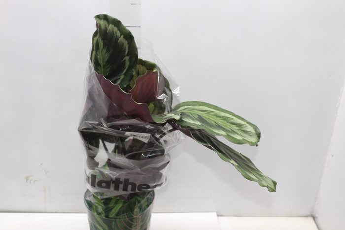 <h4>CALATHEA ROSEA-PICTA P17</h4>