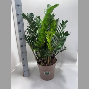 ZAMIO ZAMIIFOLIA