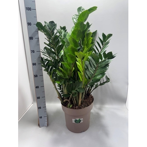 ZAMIO ZAMIIFOLIA