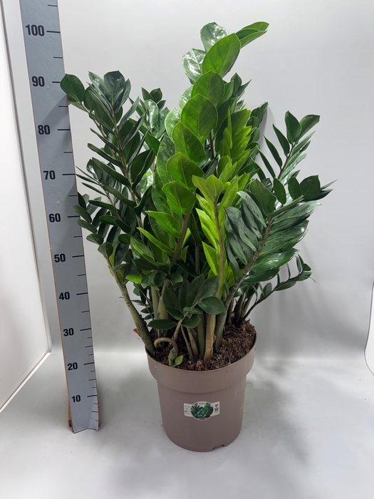 <h4>ZAMIO ZAMIIFOLIA</h4>