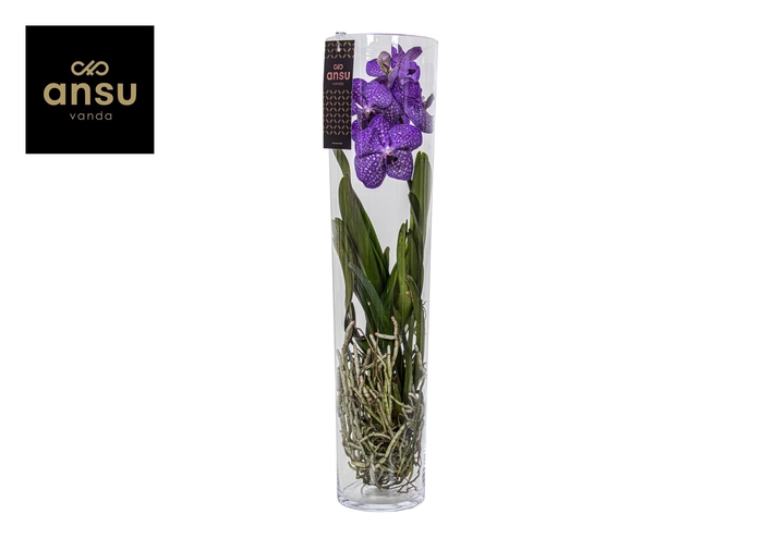 <h4>Vanda Blauw Glas Michelle</h4>