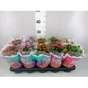Chrysanthemum  'Jellyfish'   ...mix