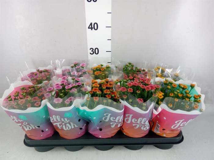 <h4>Chrysanthemum  'Jellyfish'   ...mix</h4>