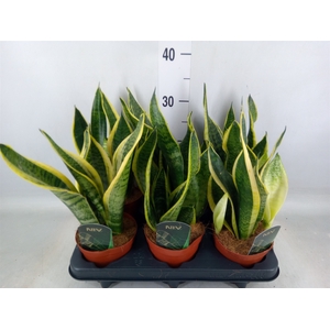 Sansevieria trifa. 'Futura Superba'