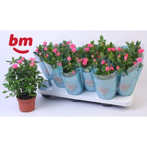 Rosa Sparkling Jewel Beau Monde Dark Pink(10,5 cm)