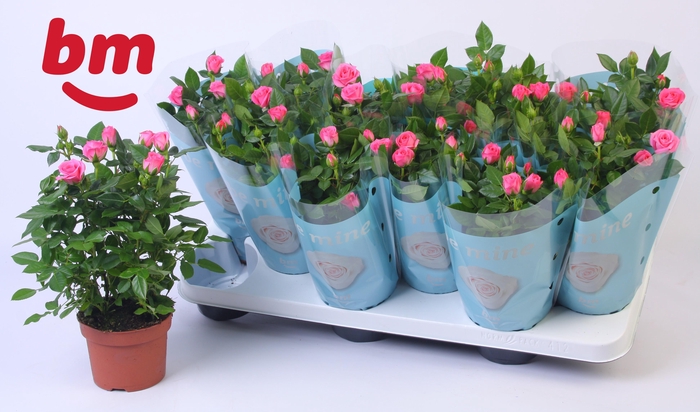 <h4>Rosa Sparkling Jewel Beau Monde Dark Pink(10,5 cm)</h4>