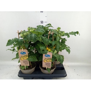 Solanum lycopersicum   ...