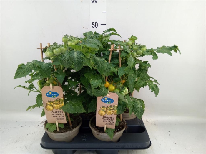 <h4>Solanum lycopersicum   ...</h4>