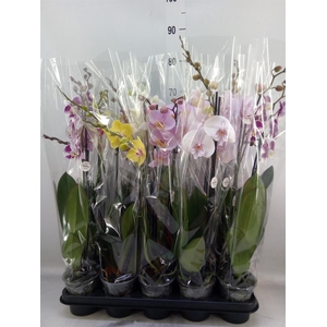 Phalaenopsis   ...mix