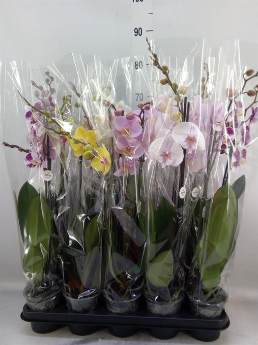 <h4>Phalaenopsis   ...mix</h4>