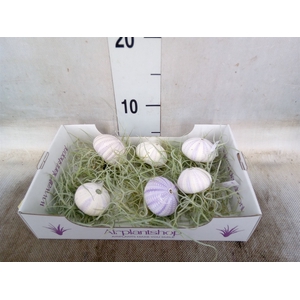 Tillandsia usneoides