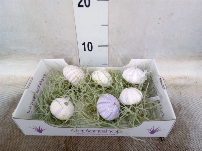 <h4>Tillandsia usneoides</h4>