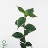 Weigela Fl Mag Sunshine