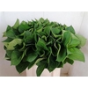 Hydrangea Macr Blad