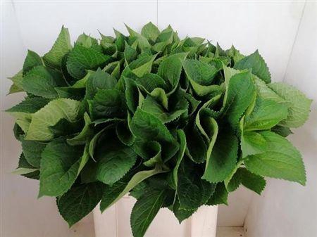 Hydrangea Macr Blad