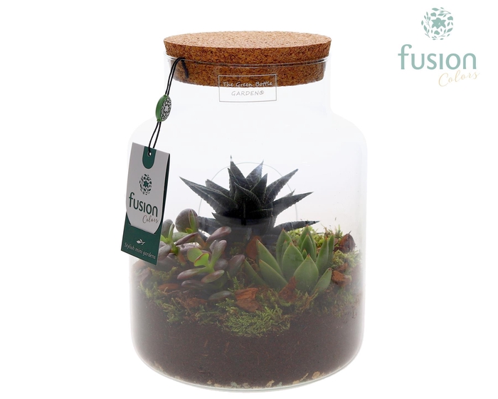 <h4>Green Bottle Pot Medium met Succulent</h4>