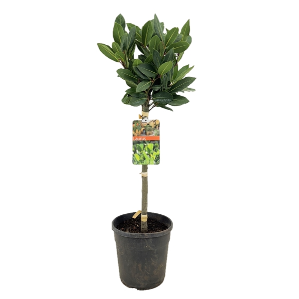 <h4>Laurus nobilis</h4>