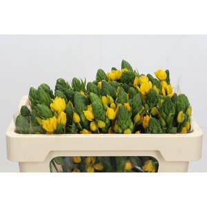 Ornithogalum dubium 'Gold Star'