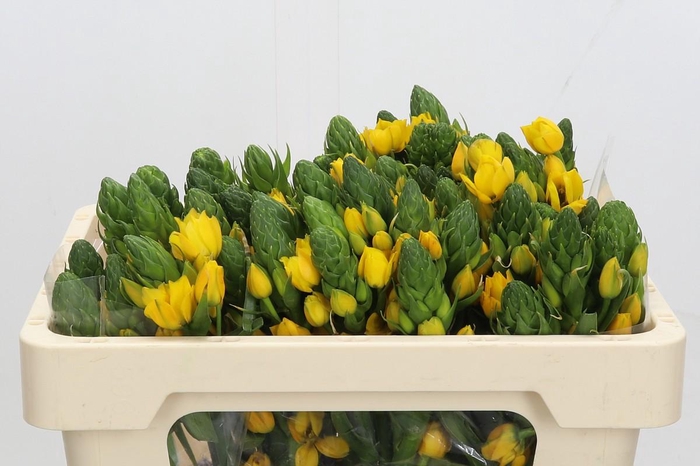 <h4>Ornithogalum dubium 'Gold Star'</h4>