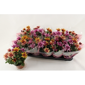 CHRYS ART JEF GEM IP