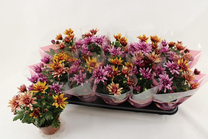 <h4>CHRYS ART JEF GEM IP</h4>