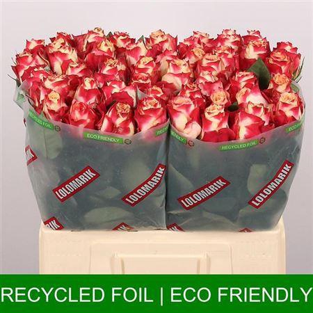 <h4>R Gr Chapeau</h4>