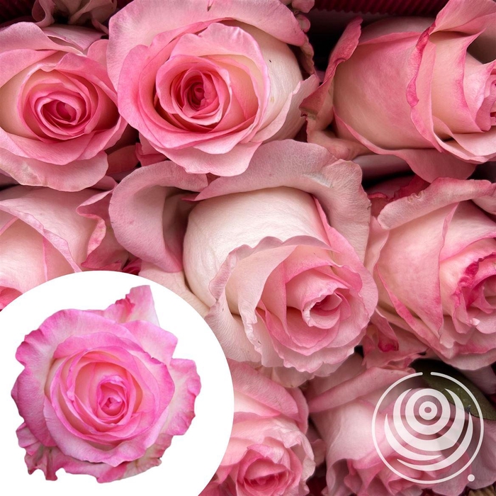 <h4>R Eq Boulevard</h4>