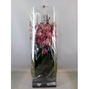 Phalaenopsis   ...